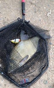 Common Bream