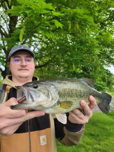 Largemouth Bass