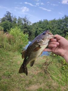Largemouth Bass