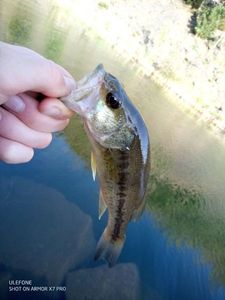 Largemouth Bass