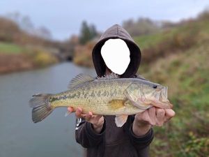 Largemouth Bass
