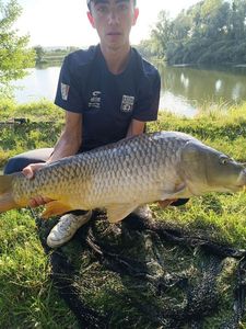 Common Carp