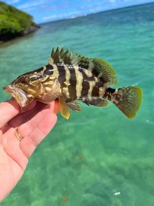 Nassau Grouper