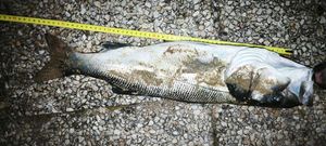 European Bass (Seabass)
