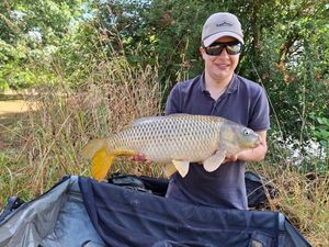 Common Carp