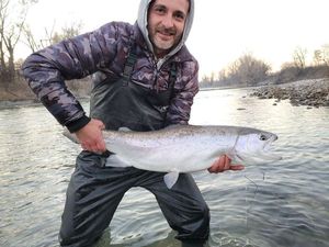 Rainbow Trout