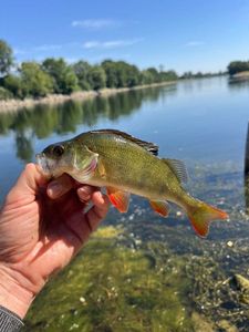 European Perch