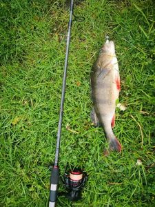 European Perch