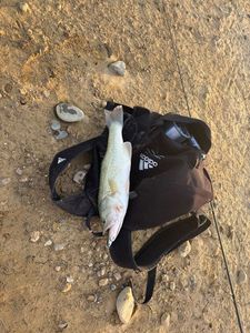 Largemouth Bass