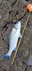 European Bass (Seabass)