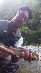 Brown Trout