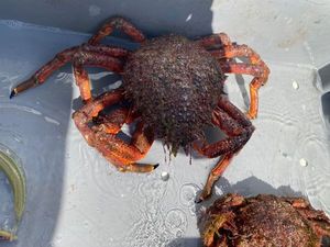 European Spider Crab