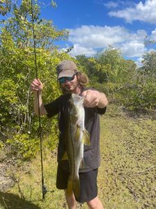 Common Snook