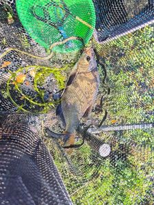 Common Bream