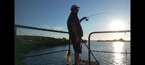 Mackerel