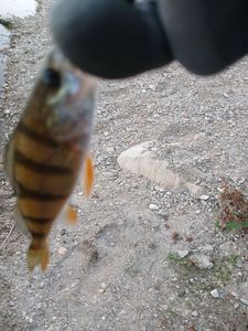 European Perch
