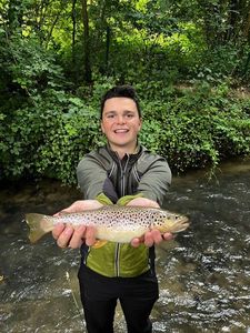 Brown Trout