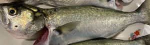 Pesce serra