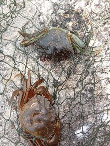 Common Shore Crab (Green Crab)