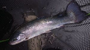Rainbow Trout