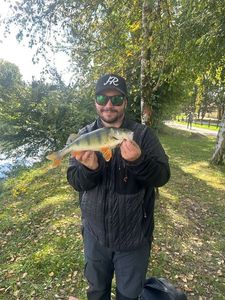European Perch