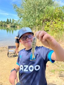 European Perch