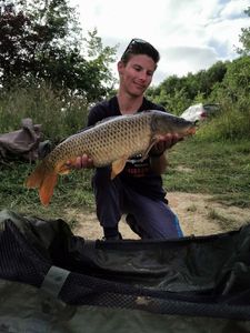 Common Carp