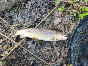 Brown Trout