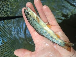 Brown Trout