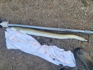 European Eel (Common Eel)