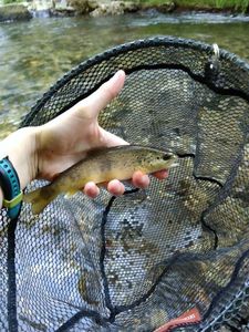 Brown Trout