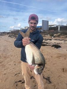 Gilthead Seabream