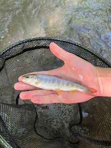 Brown Trout