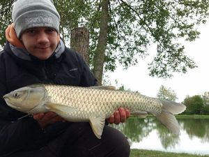 Grass Carp