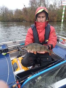 European Perch