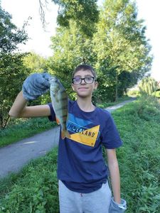 European Perch