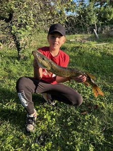 Northern Pike