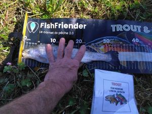 Rainbow Trout