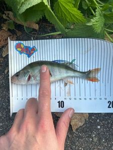 European Perch