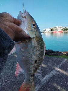 Grey Snapper