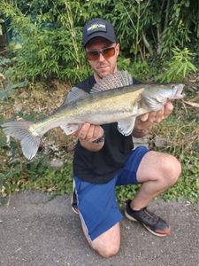 Zander