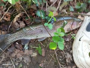 Rainbow Trout