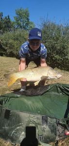 Common Carp