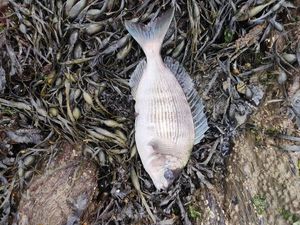 Black Seabream