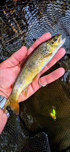 Brown Trout