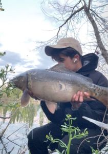 Mirror Carp