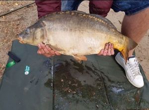 Leather Carp