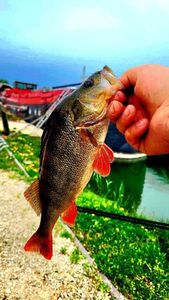 European Perch