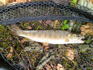 Brown Trout