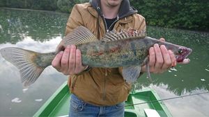 Zander